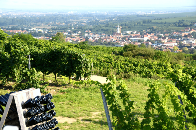 © Zur Verfügung gestellt von der Stadtgemeinde Langenlois.
